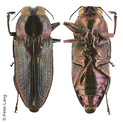 Selagis corusca, PL4159A, female, EP, 11.0 × 4.1 mm